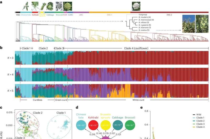 Генетическое исследование цветной капусты раскрывает ее эволюционную историю