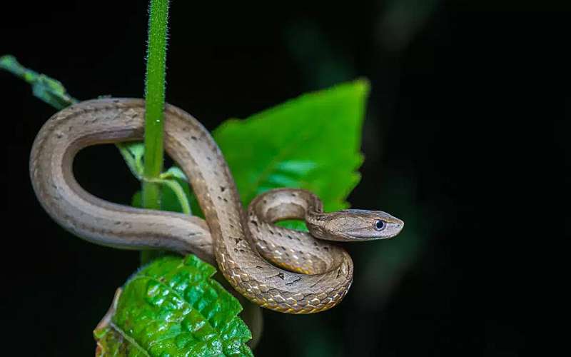 Змея, имитирующая гадюку, из Азии — уникальная ветвь эволюционного древа рептилий.