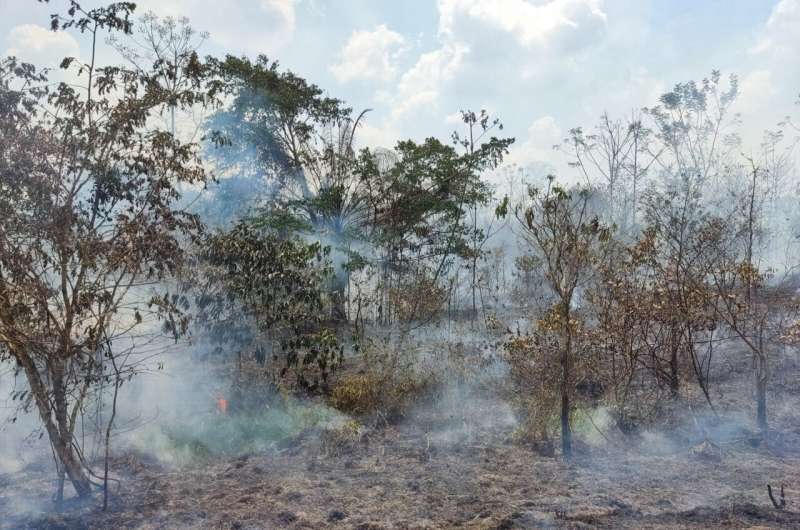 Исследование показывает, что в 2023 году количество лесных пожаров в старых лесах Амазонки выросло на 152%