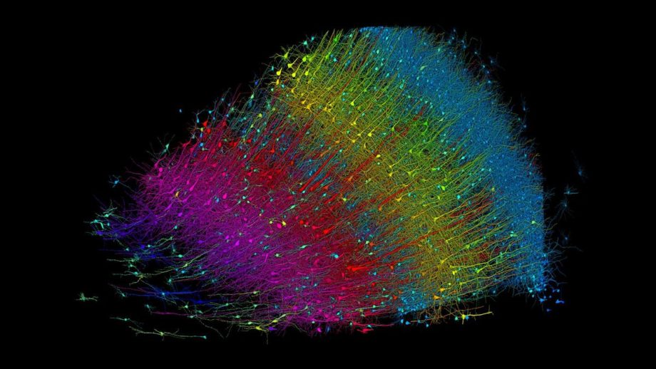 Colorful, rainbow colored rendering of thousands of neurons from a brain sample that have been assembled in a map