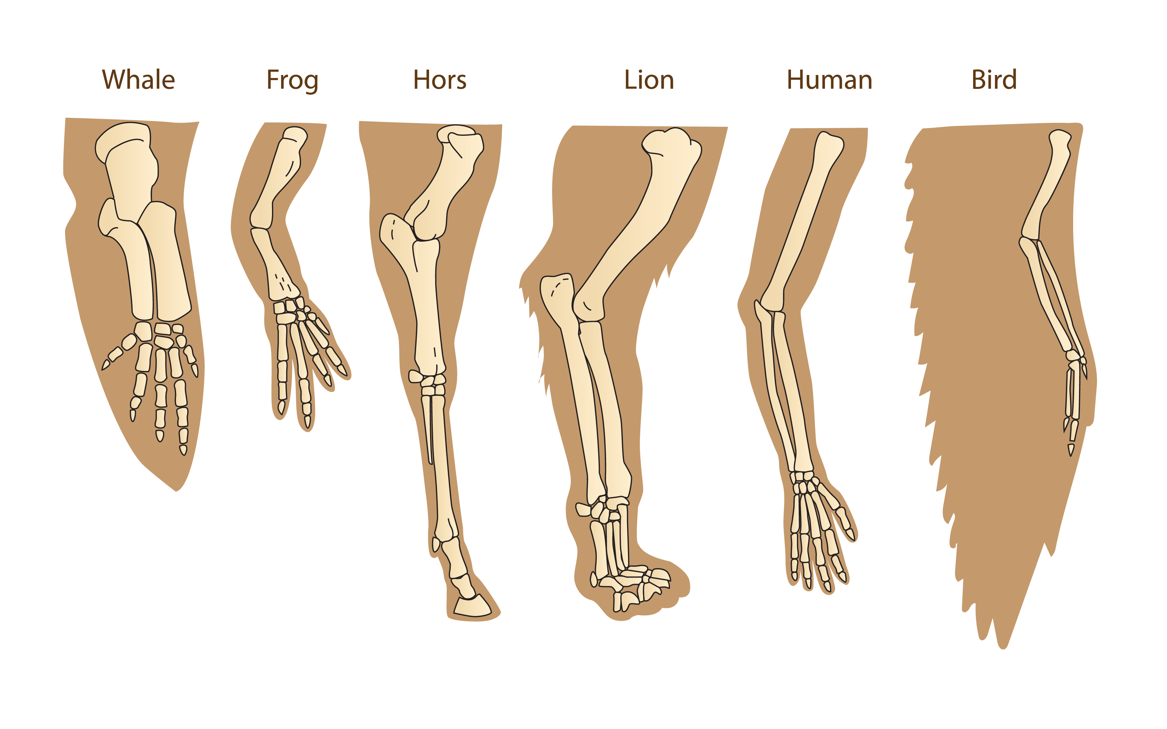 Схема, показывающая костную структуру человеческой руки, передней конечности льва, переднего ласта кита и крыла птицы.