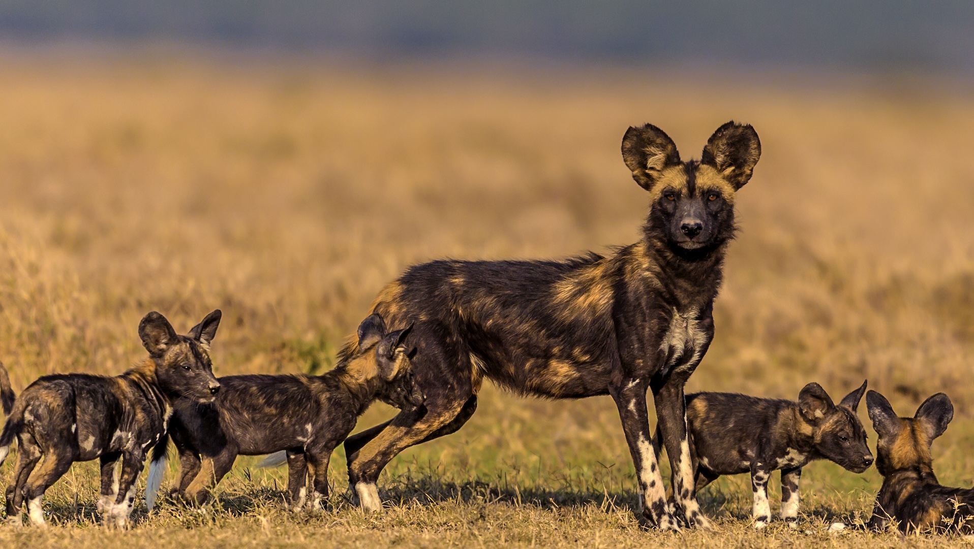 Мать африканской дикой собаки со своими щенками в саванне.