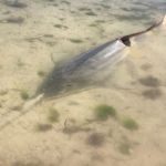 Sawfish in shallow water.