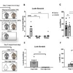 Исследование показало, что социальные взаимодействия и обонятельные сигналы вызывают у мышей заразный зуд