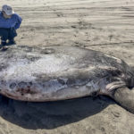 Редкая 7-футовая рыба, выброшенная на берег у побережья Орегона, привлекла внимание всего мира