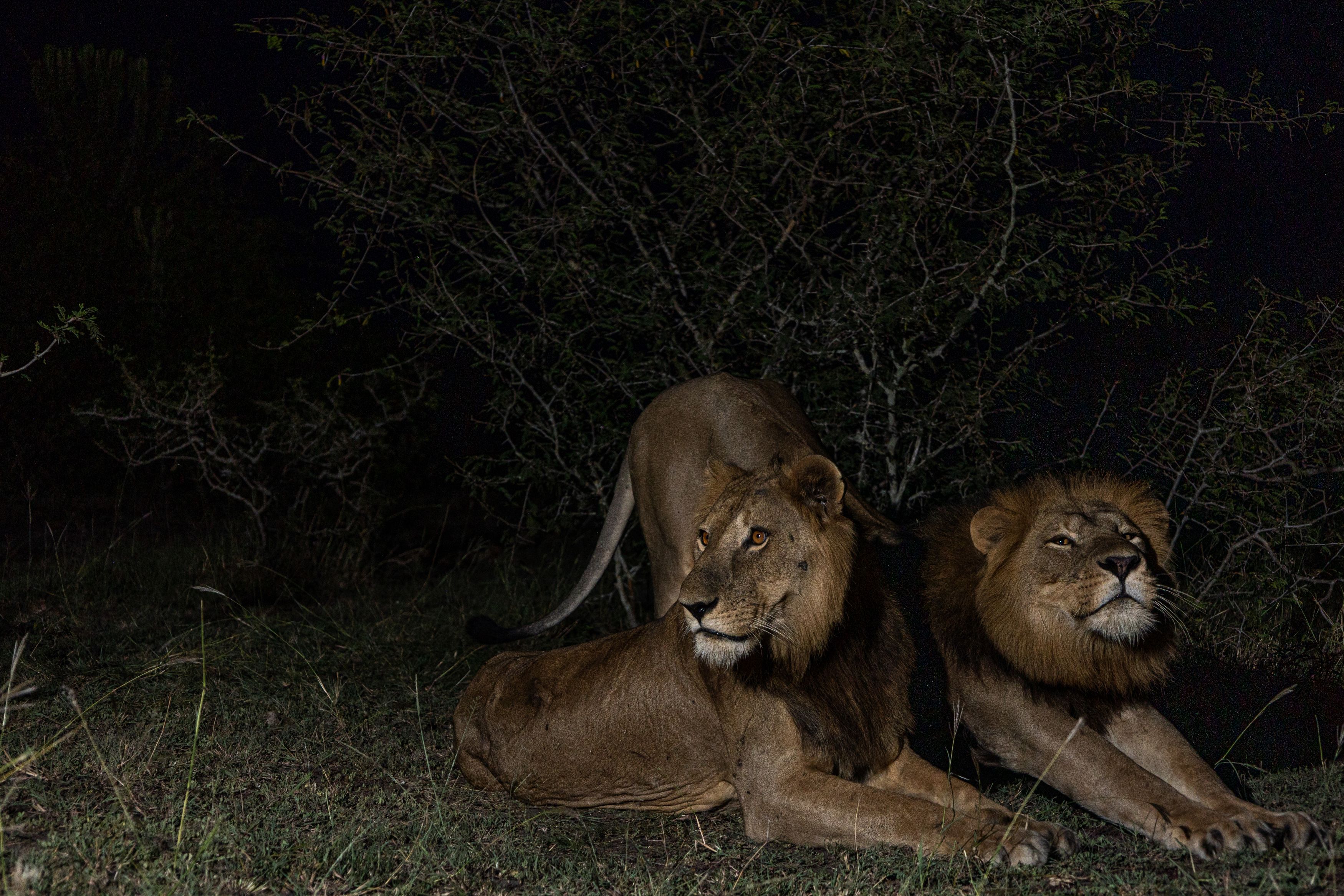 Братья львы Джейкоб и Тибу лежат вместе в темном кустарнике