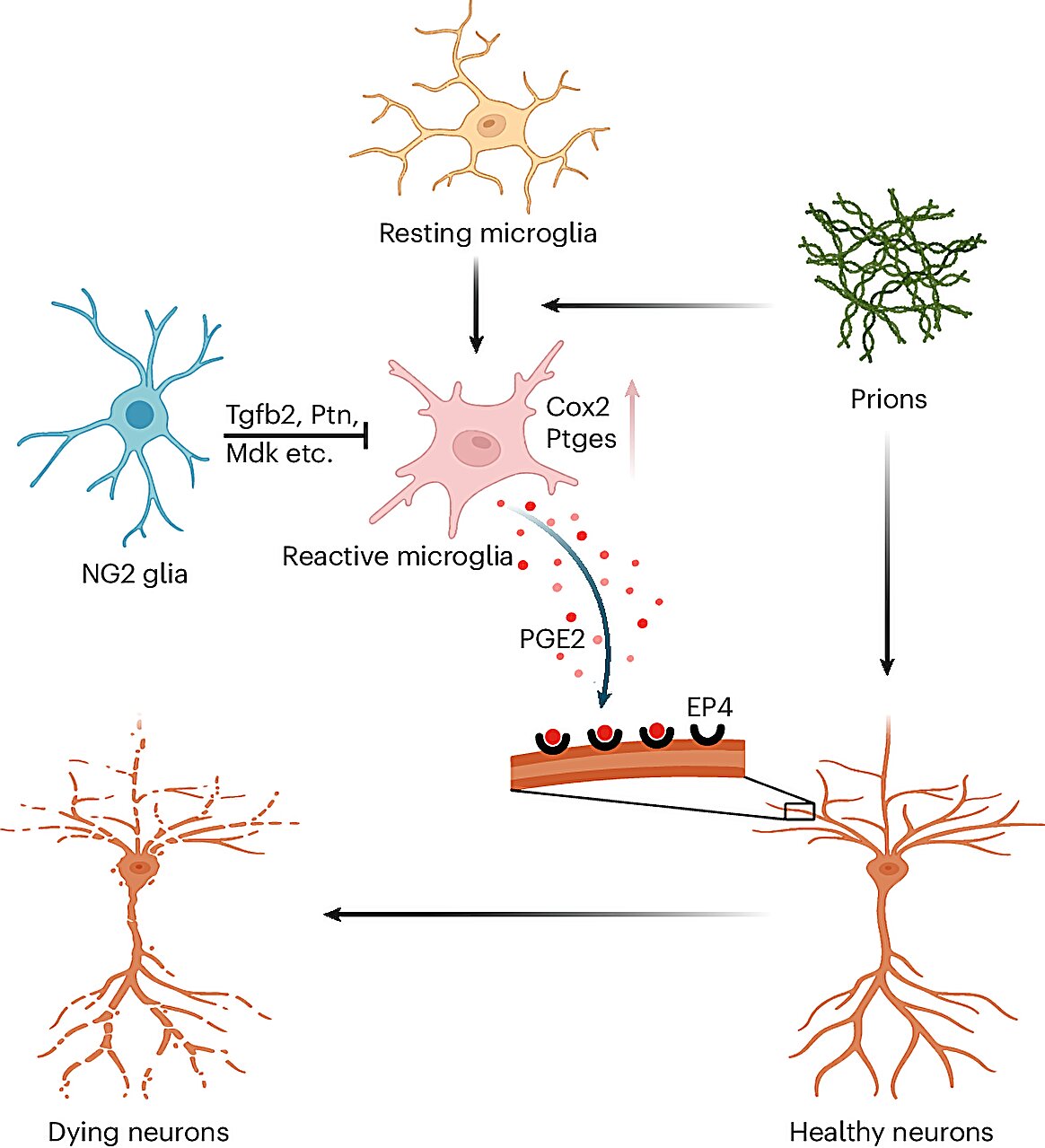 Показано, что глиальные клетки NG2 защищают от прион-индуцированной нейротоксичности и нейродегенерации