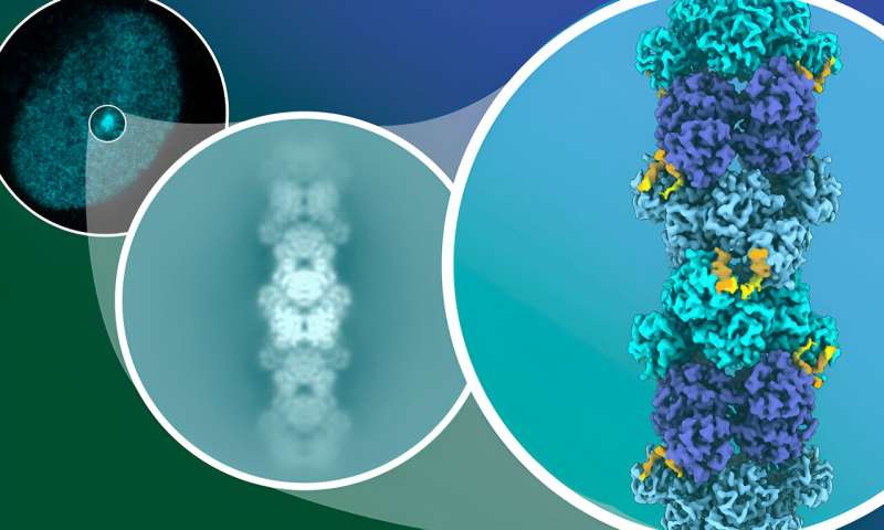 Ученые показывают, как неструктурированный белок улавливает молекулы, способствующие раку