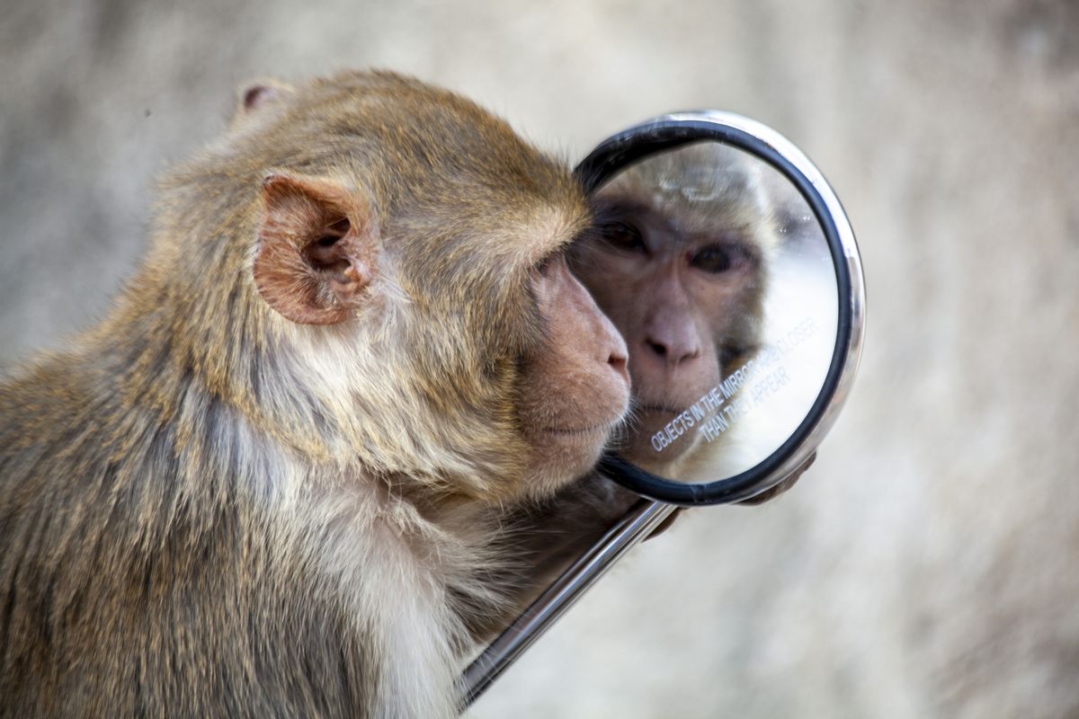 Какие животные узнают себя в зеркале?