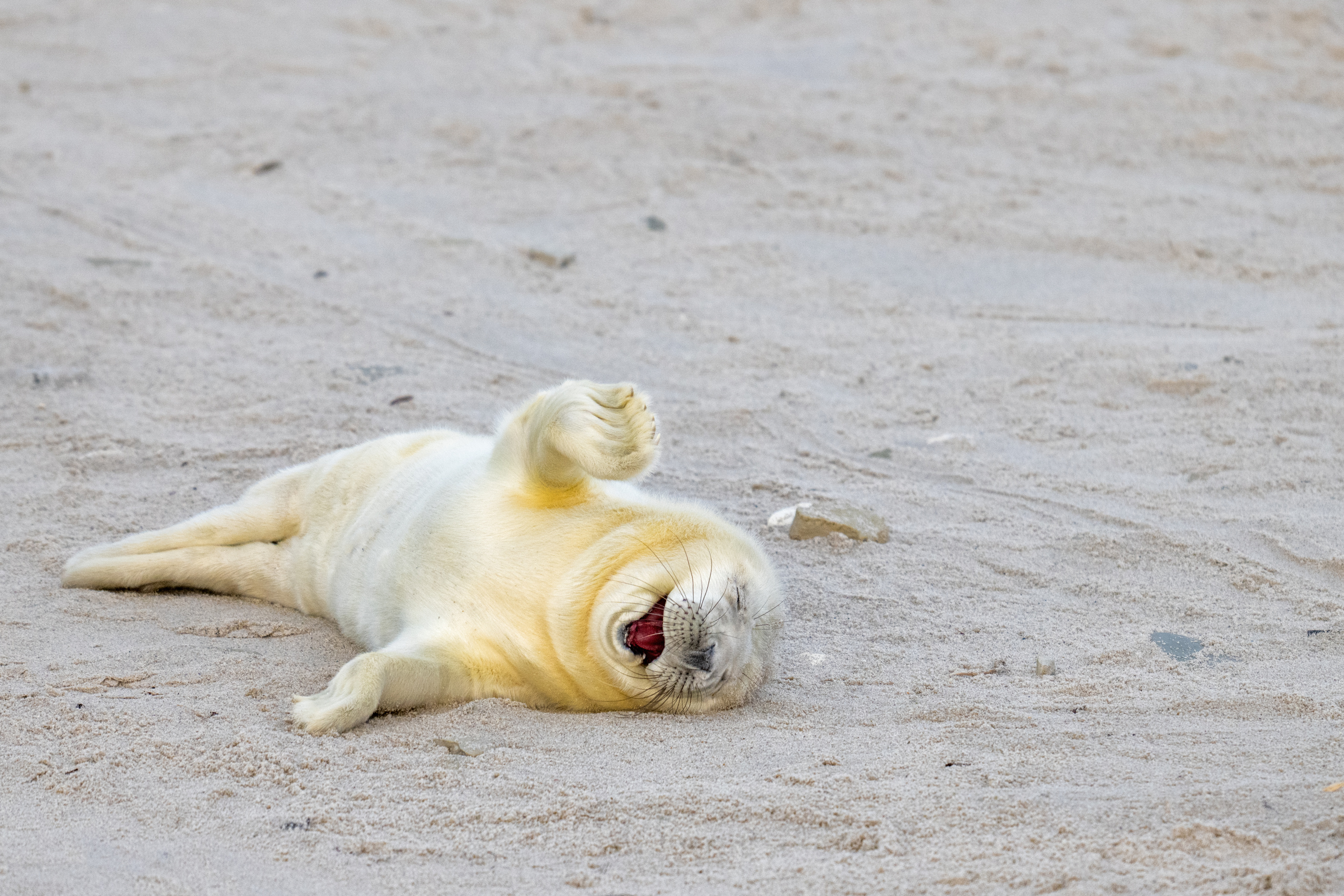 Тюлень лежит на песке и выглядит так, будто смеется.