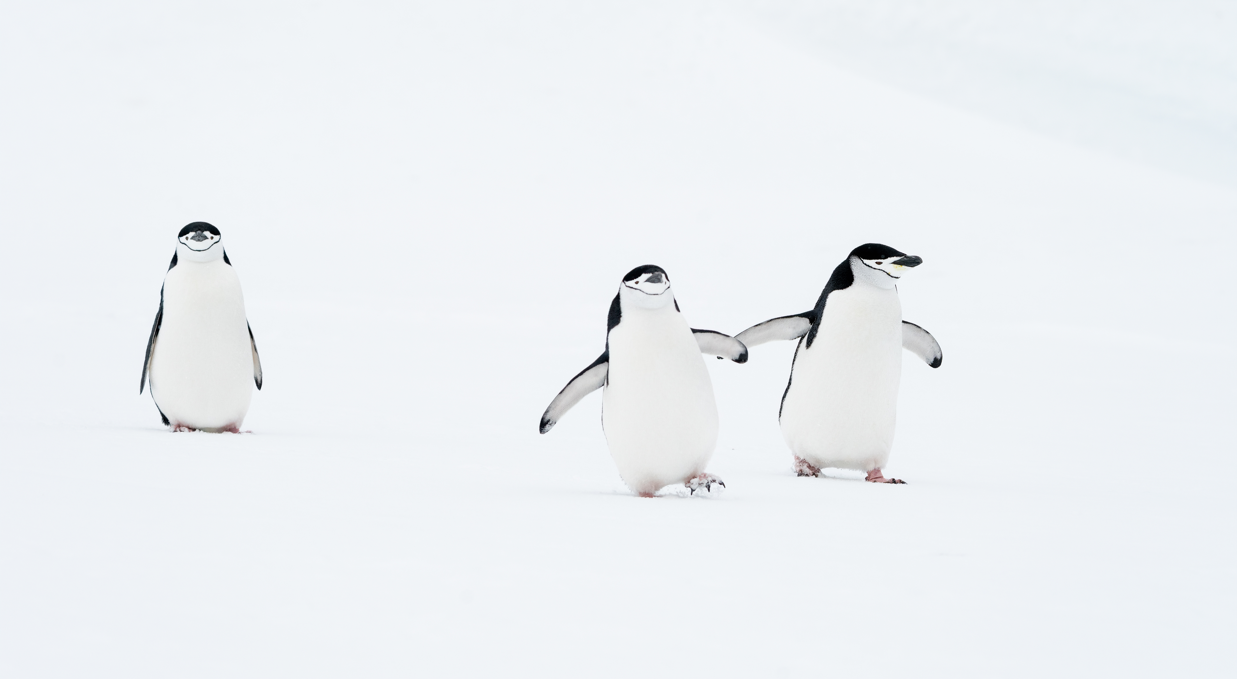 Два пингвина сфотографированы вместе, оставив после себя одинокого пингвина.