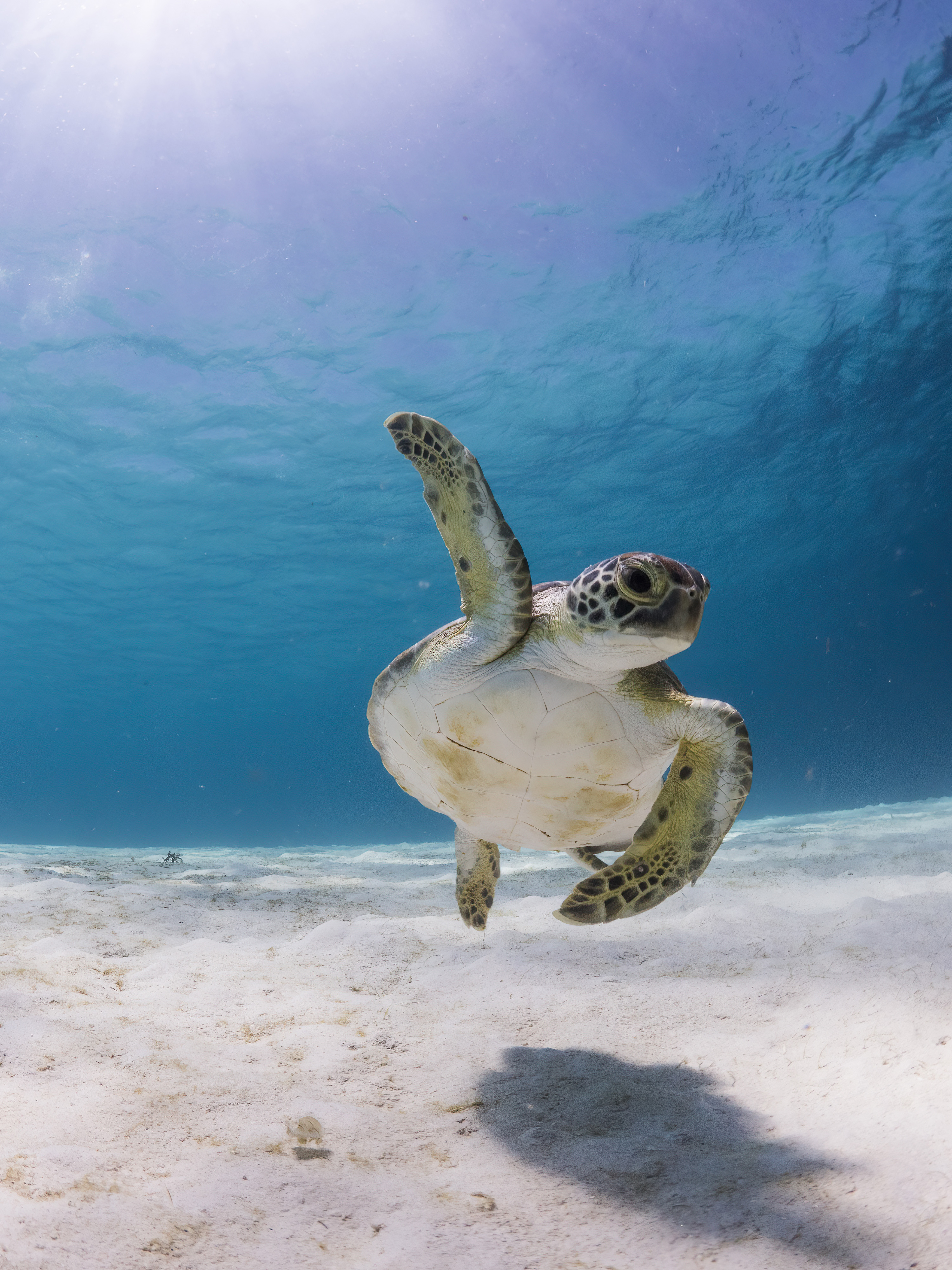 Морская черепаха плавает в чистой воде, подняв над собой один плавник.