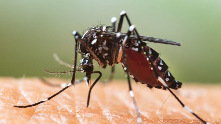 Close-up of a mosquito sucking human blood from skin. The mosquito is black on the top with white specks, while its underbelly is red.