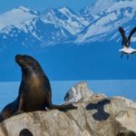 A bird flies above a rocky outcropping with a group of sea lions on it