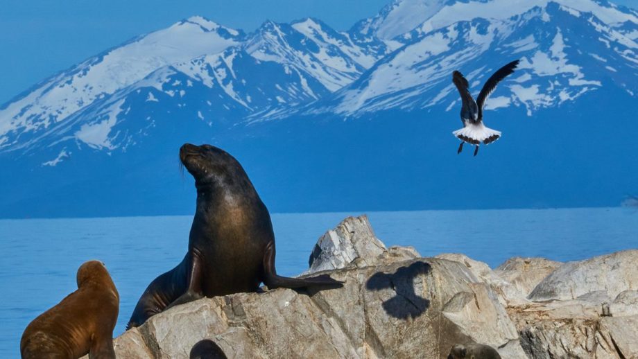 A bird flies above a rocky outcropping with a group of sea lions on it