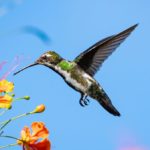 hummingbird by flowers