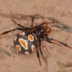 A european black widow spider has a black body with orange blobs with white edges. The legs of the spider are black and brown striped.