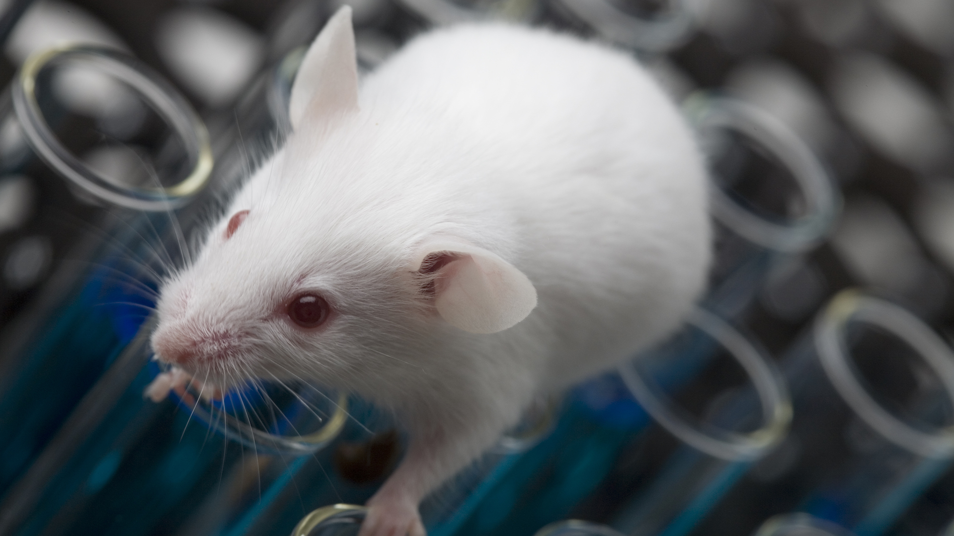 Фотография лабораторной мыши-альбиноса, сидящей на пробирках.