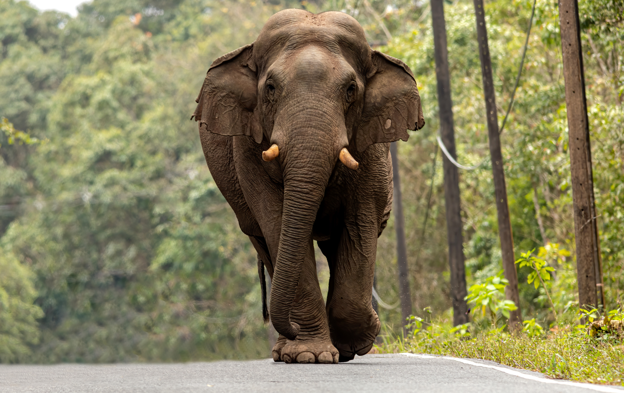 Профиль большого азиатского слона, идущего по дороге, на заднем плане — деревья.