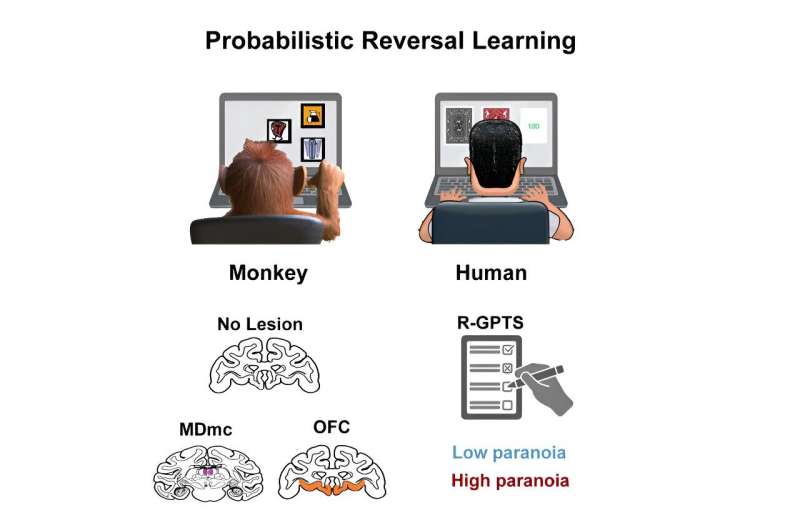 Новое понимание областей мозга, ответственных за паранойю