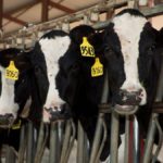 photo of six black and white dairy cows with yellow number tags on their ears poking their heads through a metal gate
