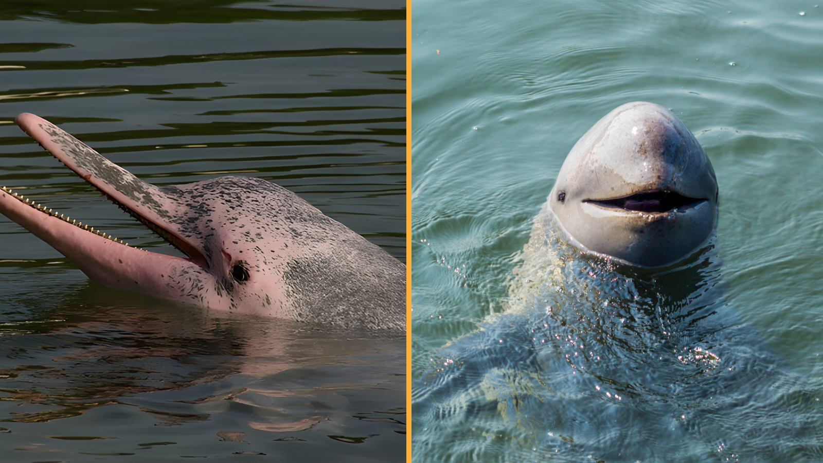 На левом изображении изображен дельфин Индо-Тихоокеанского региона, на правом изображении — дельфин Ирривадди.