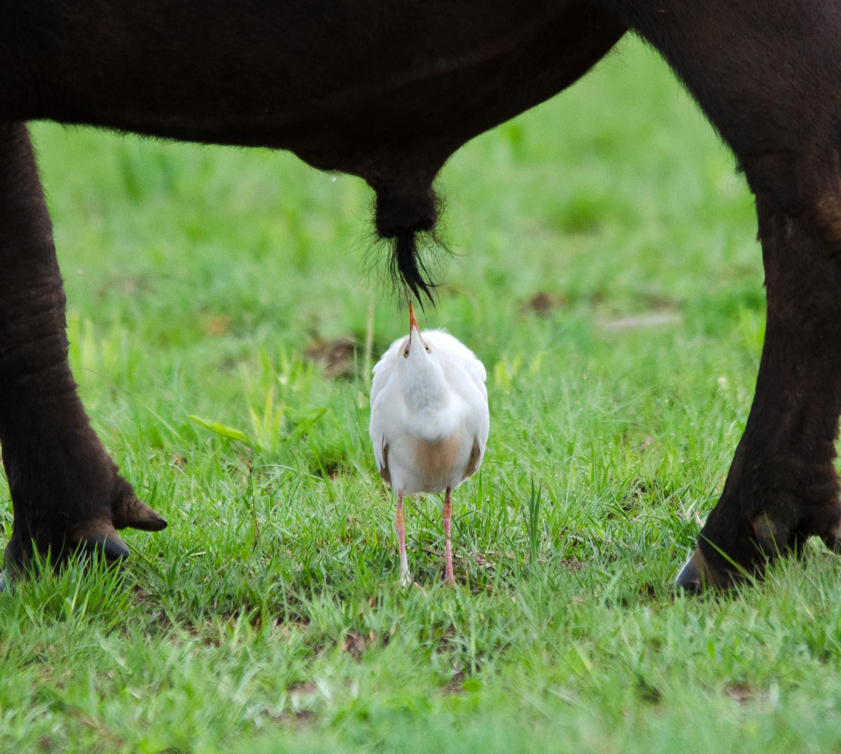 Маленькая птичка стоит под гениталиями буйвола.