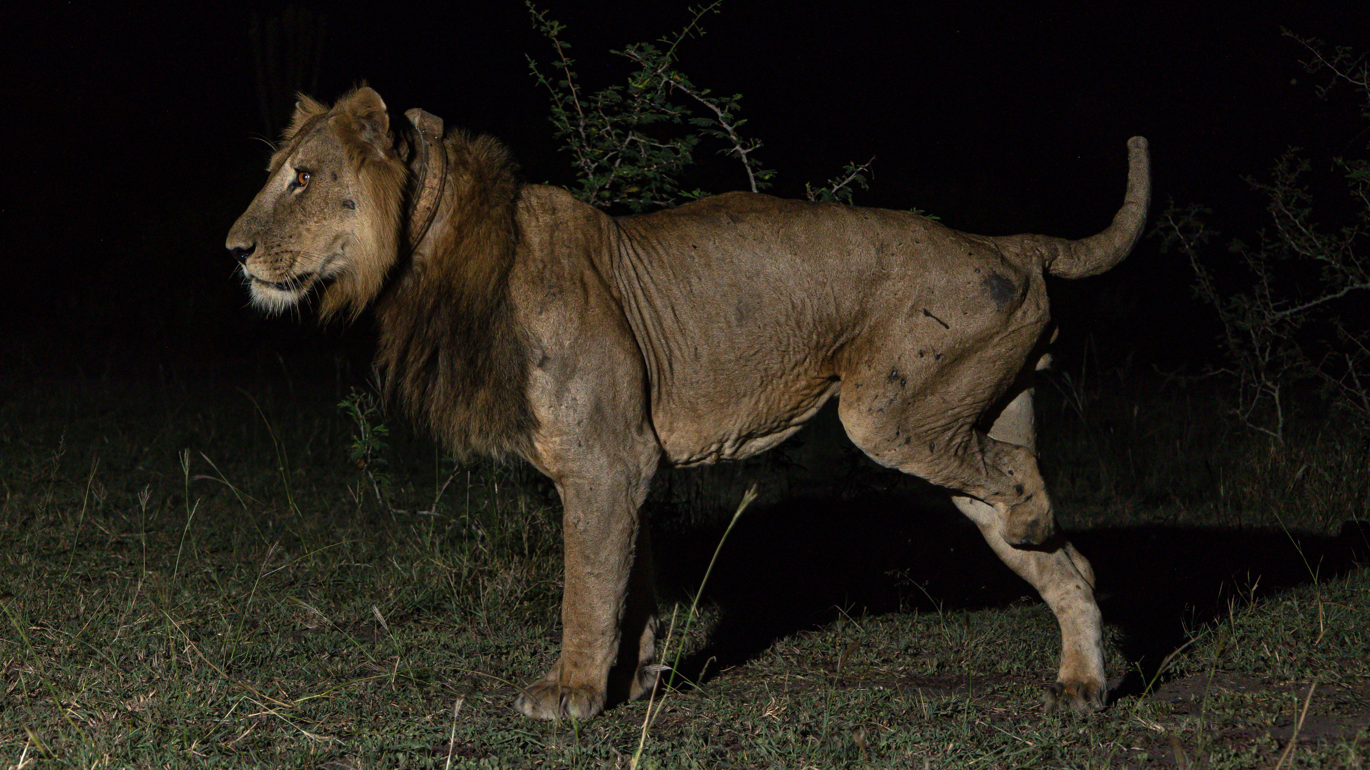 Угандийский лев Джейкоб стоит в темноте среди кустарников, у него отсутствует половина ноги