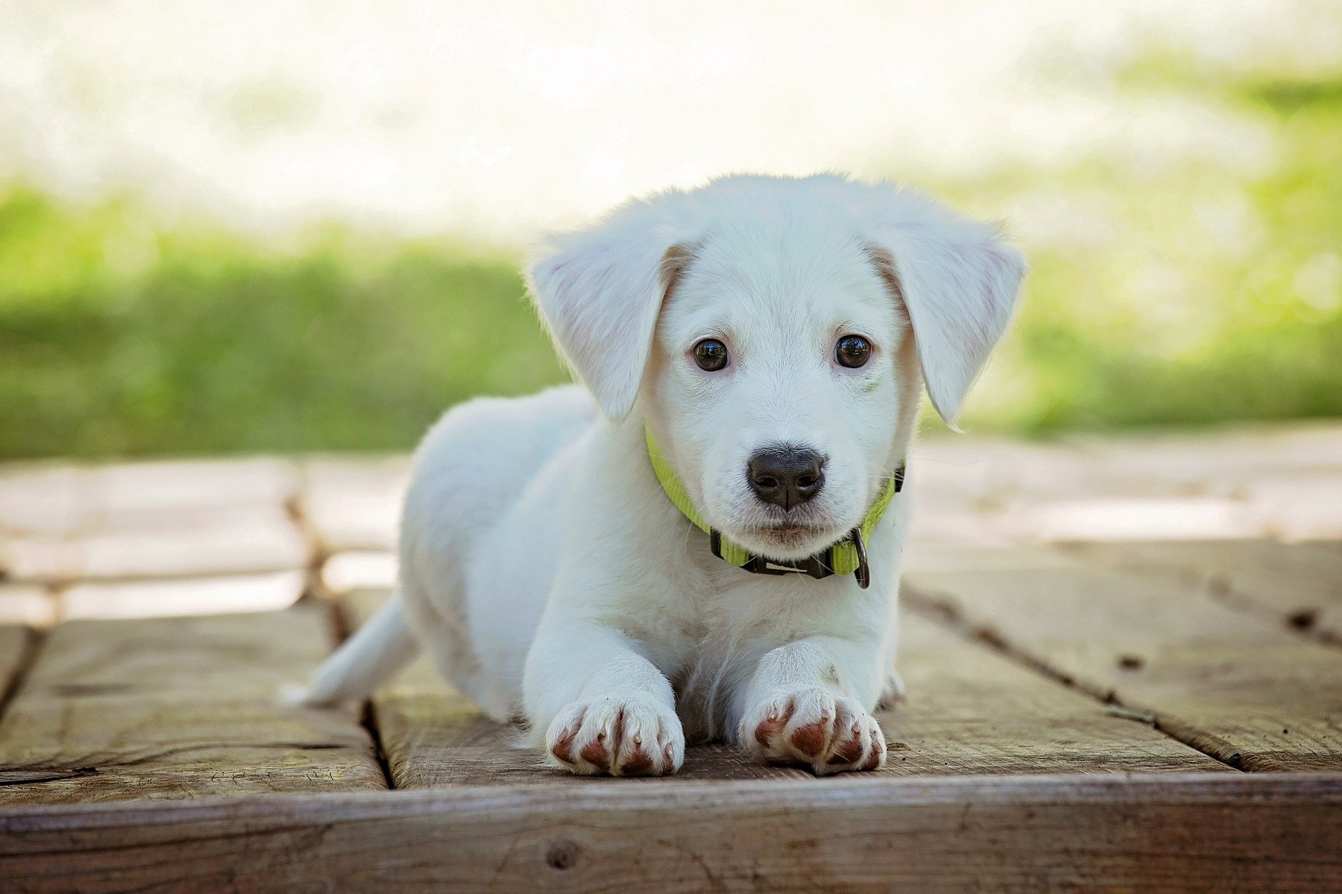 В щенячьем возрасте у собаки может возникнуть «щенячий блюз», напоминающий бэби-блюз.