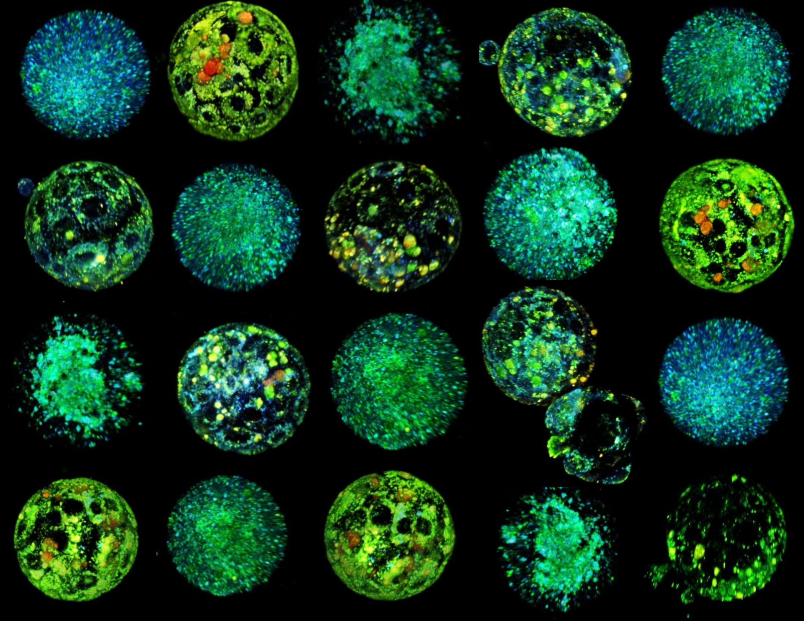 Новая технология визуализирует метаболизм эмбриона для повышения успешности ЭКО