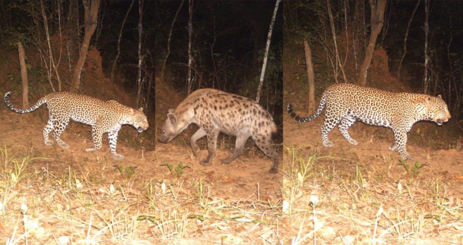 Присутствие человека меняет баланс между леопардами и гиенами в Восточной Африке