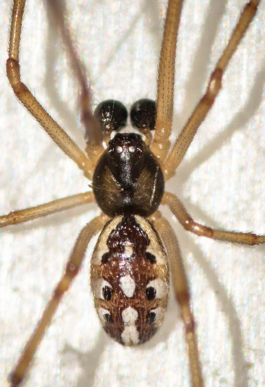Инвазивные пауки «коричневая вдова» оказались переносчиками новых бактерий, родственных хламидиозу