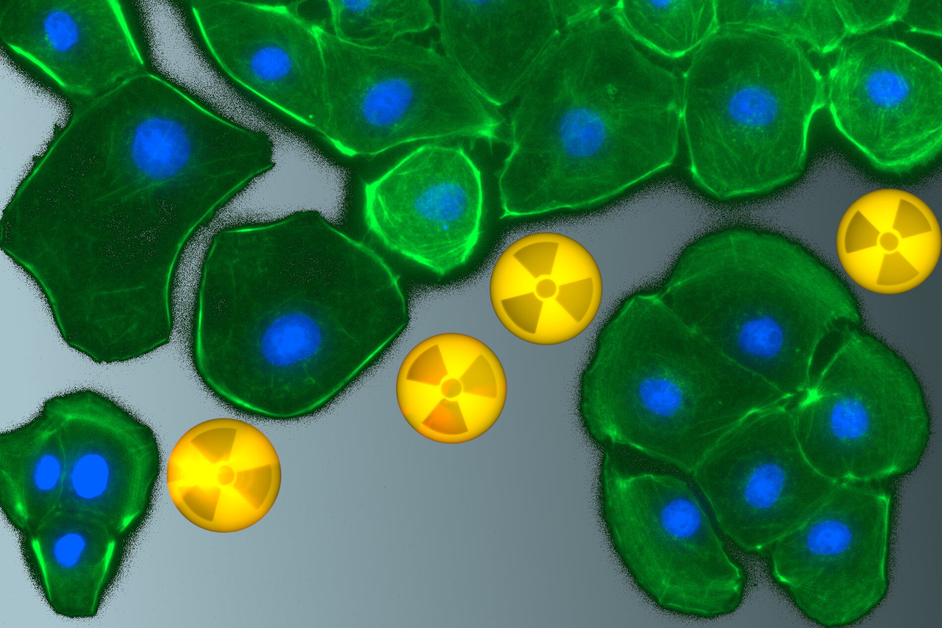 Исследователи изучают, как радионуклиды взаимодействуют с клетками почек