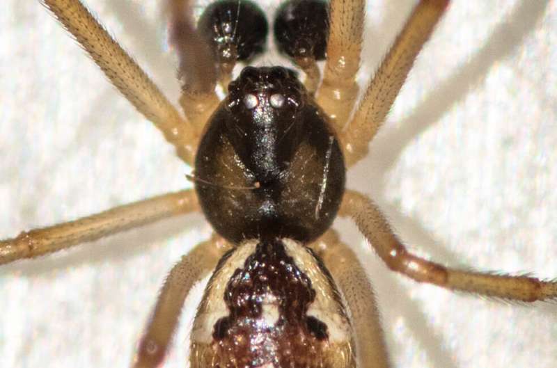 Инвазивные пауки-бурые вдовы являются переносчиками новых бактерий, родственных хламидиозу