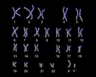 Иллюстрация всех хромосом в организме